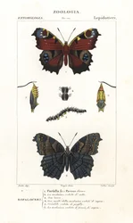 Tagpfauenauge, Aglais io