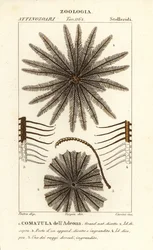 Federstern, Oligometrides adeonae, Comatula adeonae
