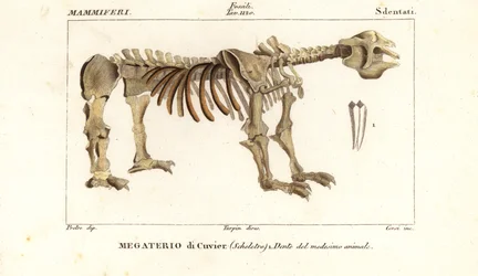 Fossiles Skelett des Riesenfaultiers Megatherium americanum