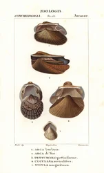 Süßwasser-Archenmuscheln