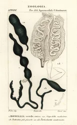 Grüner Löffelwurm, Bonellia viridis