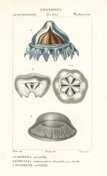Helmqualle, Periphylla periphylla 1, Phorcynia cudonoidea 2, und Eulimene ciclophylla 3