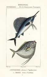 Indopazifischer Segelfisch, Istiophorus platypterus 1, und Mondfisch, Mene maculata 2