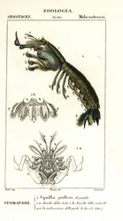 Fangschreckenkrebs, Gonodactylus chiragra