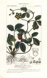 Scheinerdbeere, Potentilla indica