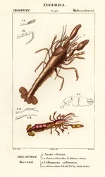 Schlammlobster und Schlammschrimp