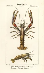 Norwegischer Hummer und Garnele