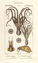 Oktopus- und Tintenfischarten