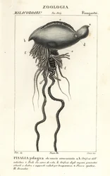 Portugiesische Galeere, Physalia physalis
