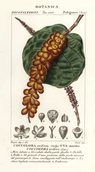 Meerestraube, Coccoloba uvifera