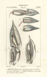 Siphonophoren, Diphyes dispar, Diphyes boryi, Difie del Bory