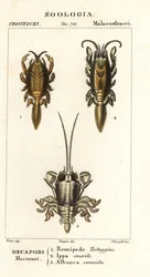 Arten von Maulwurfskrabben oder Sandkrabben