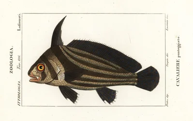 Gefleckter Trommler, Equetus punctatus, Cavaliere punteggiato