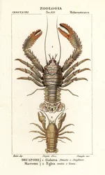 Kleine Languste, Galathea strigosa und Aegla laevis