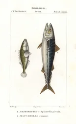 Dreistachliger Stichling und Atlantischer Makrele