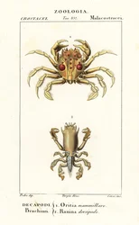 Tigerkrabbe und Froschkrabbe