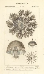 Kopfstehende Qualle, Cassiopea frondosa 1, Melicertum-Arten 2 und Obelia-Polyp 3