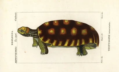 Gelbfuß-Landschildkröte oder Brasilianische Riesenschildkröte, Chelonoidis denticulatus Testudo tabulata Testuginne intarsiata
