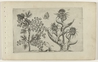 Johannisbeere und Mariendistel (Cognoscite lilia, Serientitel)