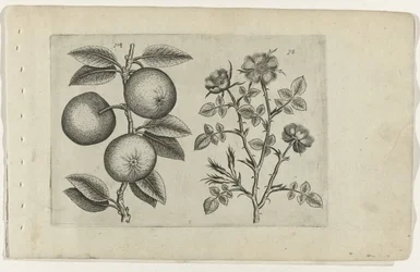 Apfel und Hundsrose Cognoscite lilia (Serientitel)