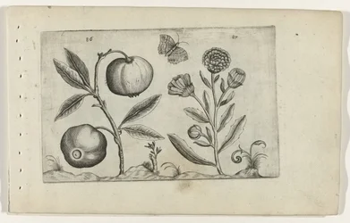 Assyrischer Apfel und Ringelblume Cognoscite lilia (Serientitel)
