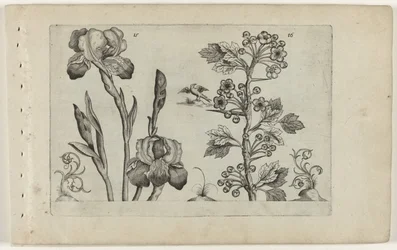 Bartiris und Korallenweißdorn