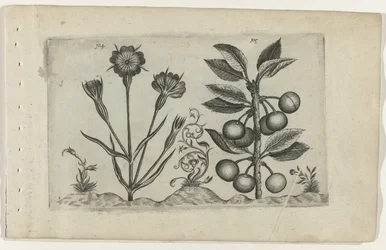 Kornrade und Sauerkirsche, Cognoscite lilia (Serientitel)
