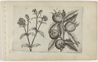 Tagkoekoeksbloem und Mispel