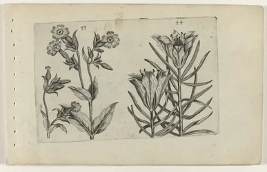 Tag-Kuckucksblume und Roggenlilie