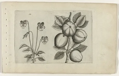 Driekleurig viooltje und Apfel