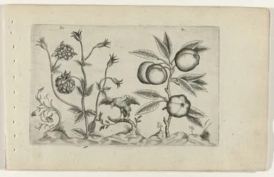 Akelei und Apfel