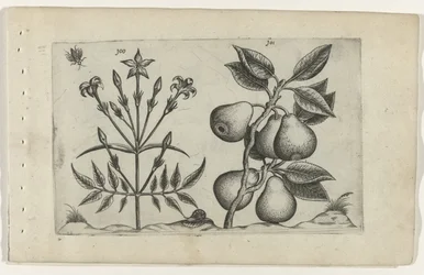 Jasmin und Birne (Cognoscite lilia, Serientitel)