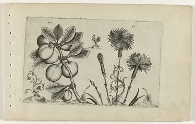 Kirschpflaume und Gartennelke (Cognoscite lilia)