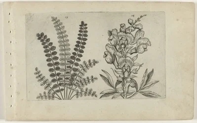 Kleine Pimpernel und große Löwenmaul