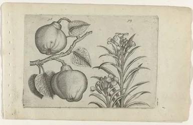 Quitte und Mauerblümchen