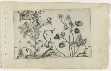 Madonnalilie und Erdbeere Cognoscite lilia (Serientitel)