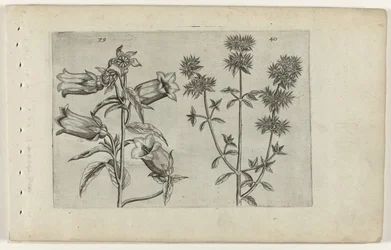 Maiglöckchen und Majoran