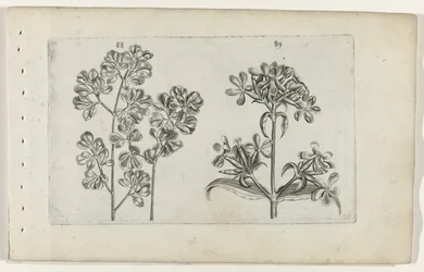 Mauerfarn und Seifenkraut