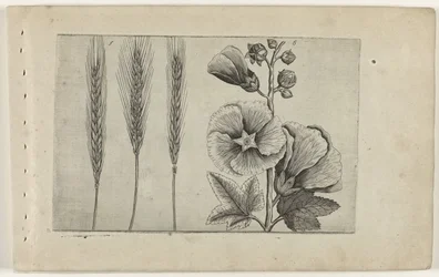 Roggen und Stockrose