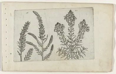 Tamariske und Leinkraut