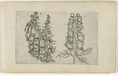 Fingerhut und blauer Eisenhut