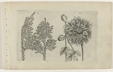 Zevenboom und Schlafmohn Cognoscite lilia (Serientitel)