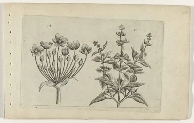 Schwanenblume und kleinblütiger Salbei Cognoscite lilia (Serientitel)