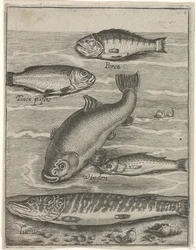 Studienblatt mit fünf Fischen