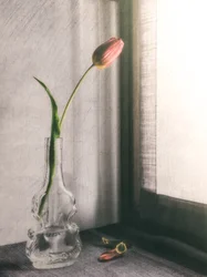 Zarte Rosa Tulpe