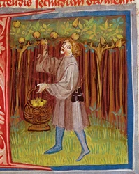 Obst pflücken, aus Opus Ruralium Commodorum von Pietro Crescenzi