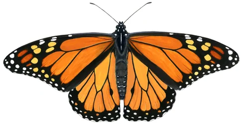 Monarchfalter