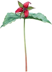 Rotes Trillium