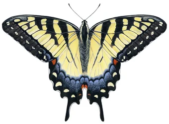 Tiger-Schwalbenschwanz-Schmetterling