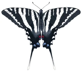 Zebra-Schwalbenschwanz-Schmetterling